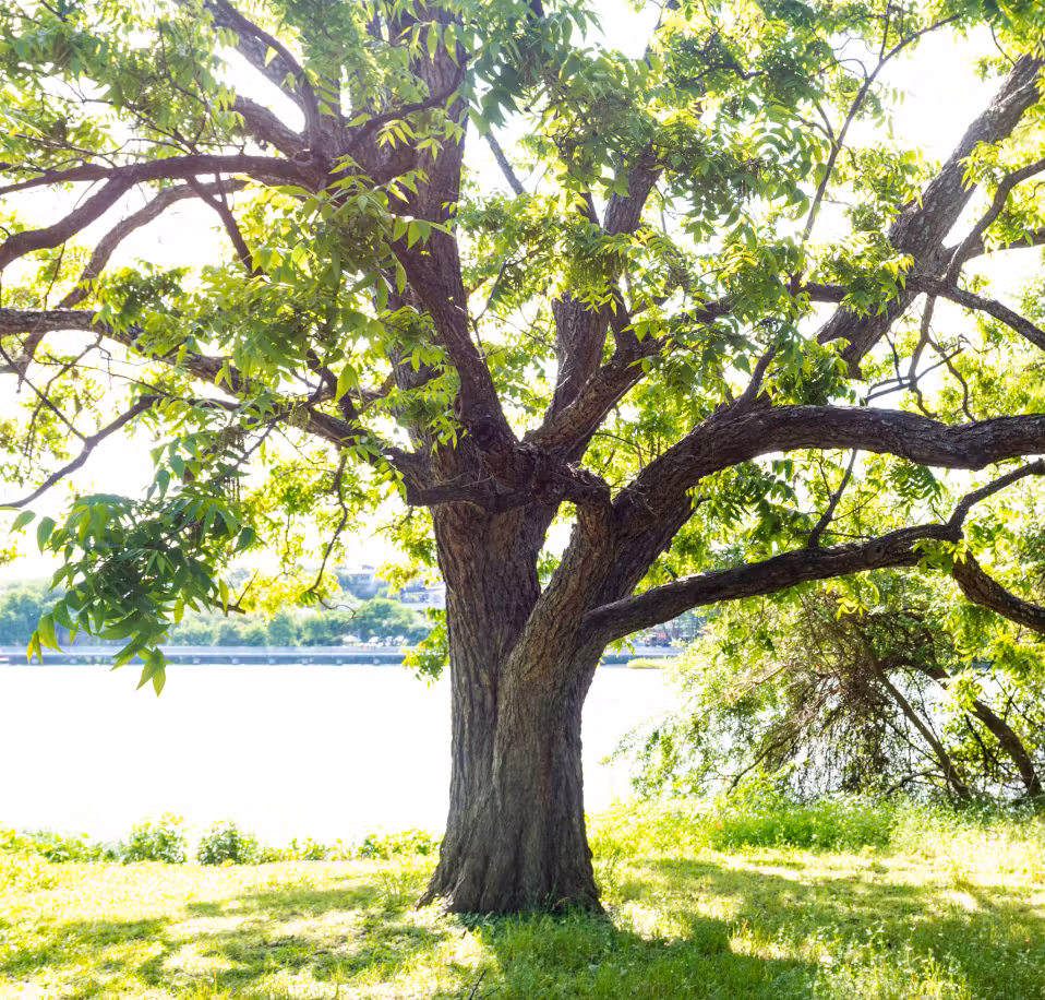 Patient Safety tree